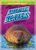 American_beavers