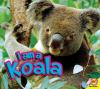 I_am_a_Koala